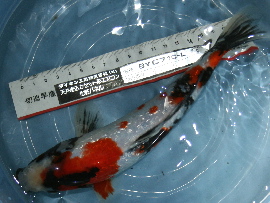 konishi 004t270.jpg